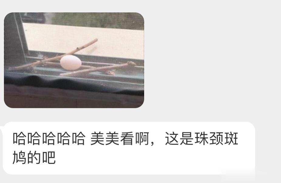 ？？？珠颈斑鸠，一如既往地简陋… ​​​