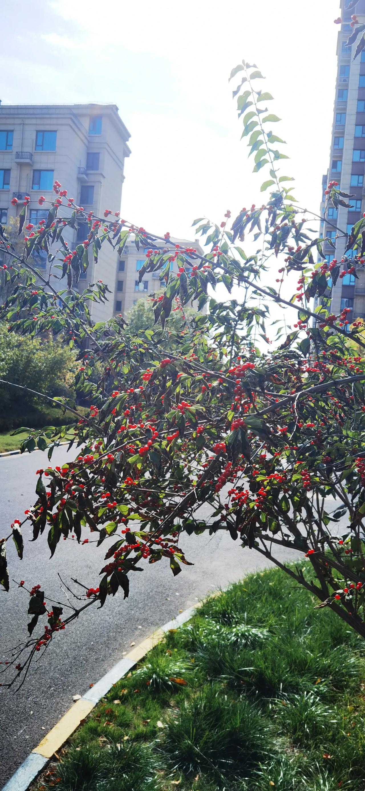 #随手拍一张风景照#红果子，一颗一颗，就像红色的精灵，在枝头和绿叶间，在静静的起