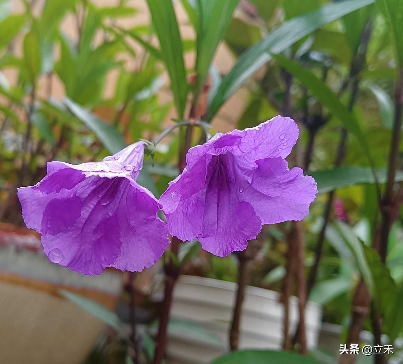 我一翻相册，果然有紫色的花，下面的三张图片，蓝花草，鼠尾草，紫藤花，都是我家的花