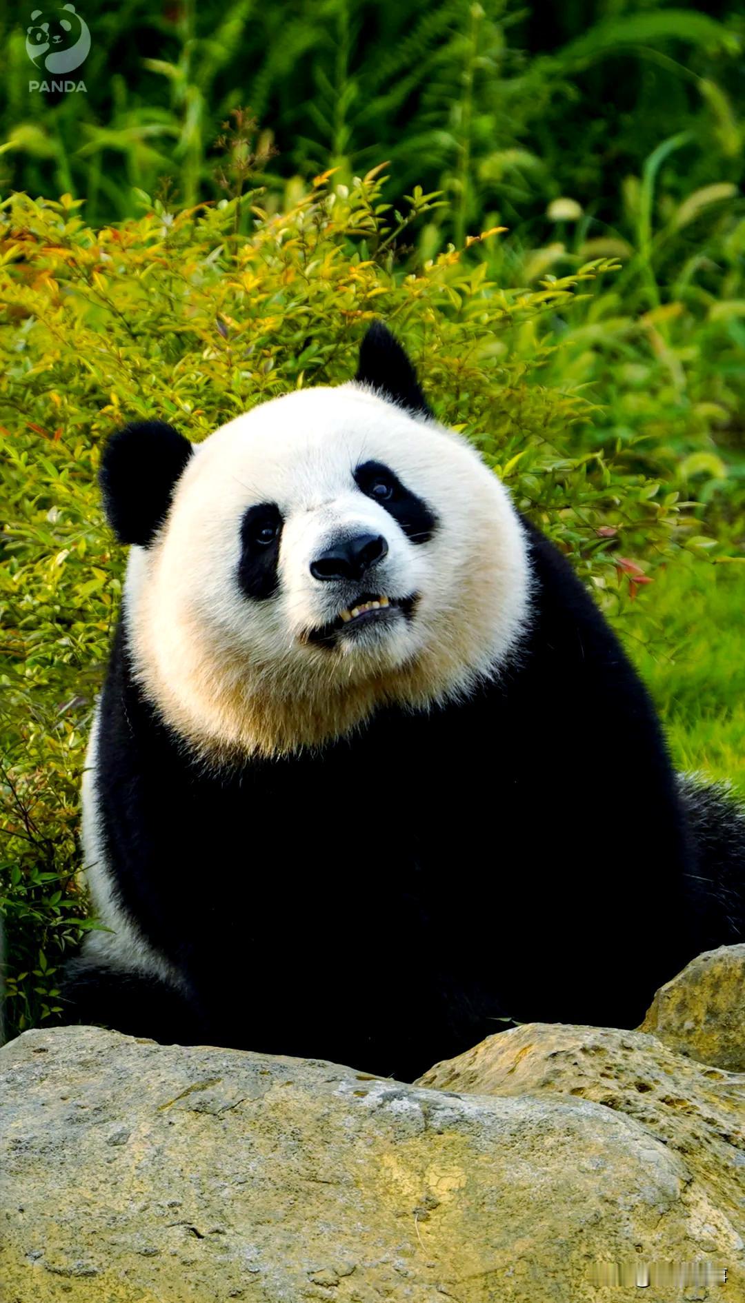 快讯：旅日大熊猫“晓晓”“蕾蕾”明年1月归国
 
12月15日，央视新闻报道，东