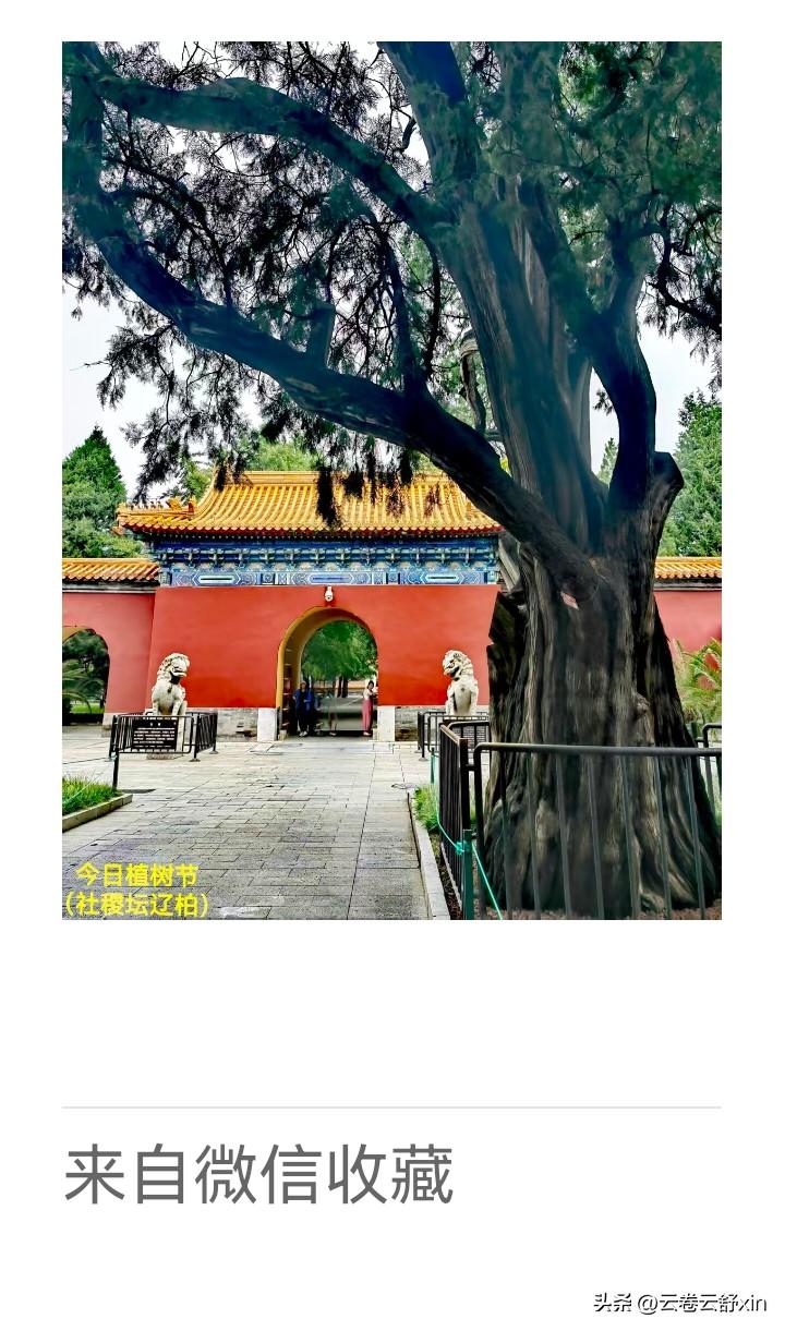 《老乐美拍·植树节谒社稷坛辽柏》

老柏盘根社稷旁，
今朝植树忆沧桑。
新苗接力