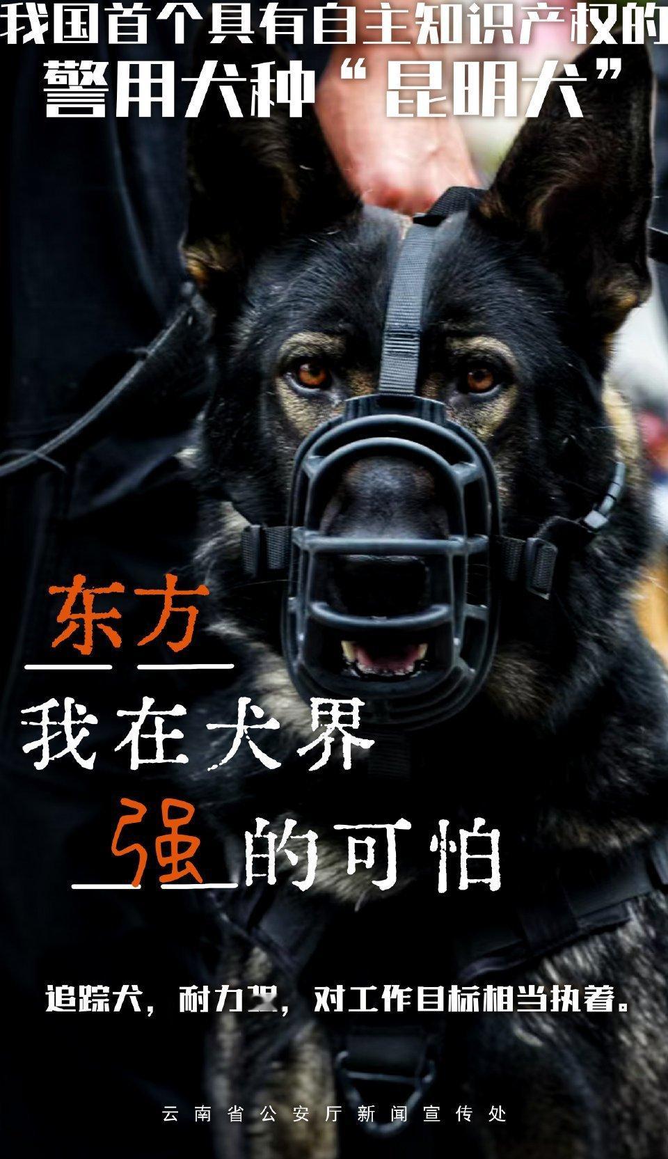 【中国自主警用犬种昆明犬】我国首个具有自主知识产权的警用犬种“昆明犬”！从精心培