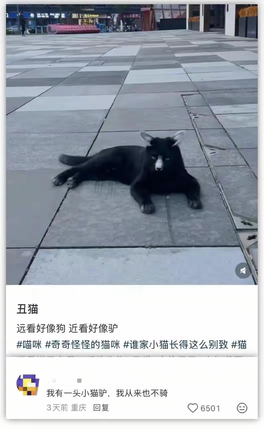 你不说我真看不出来是什么[捂脸]