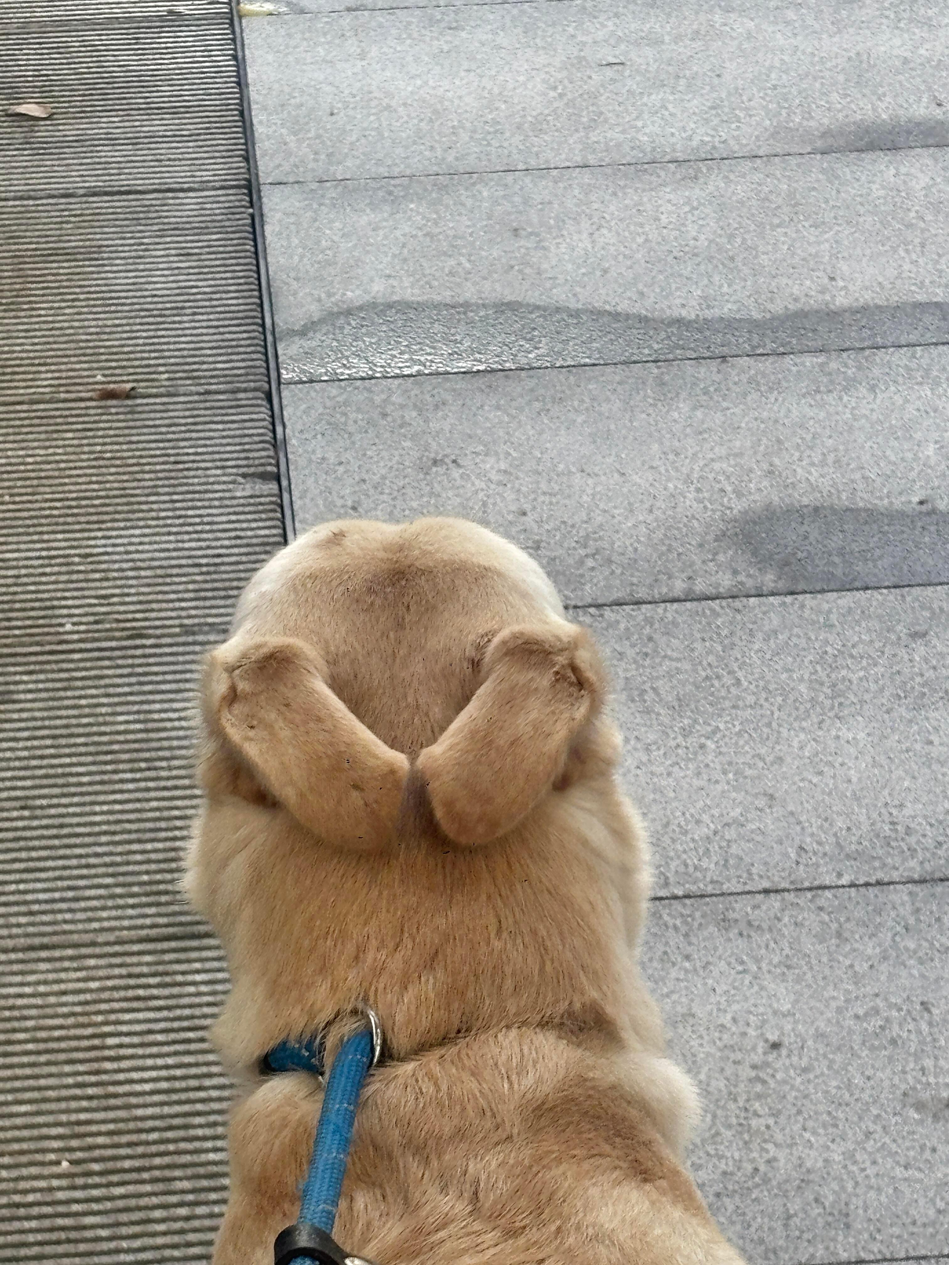 汪汪仙贝 ​​​