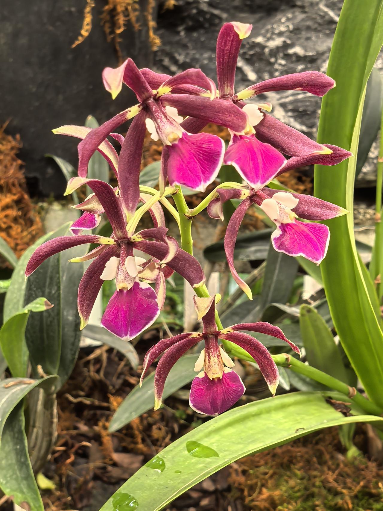 曾被认错身份，换过三次“户口本”的心唇围柱兰，对人类的反复无常，小花都有点无所适