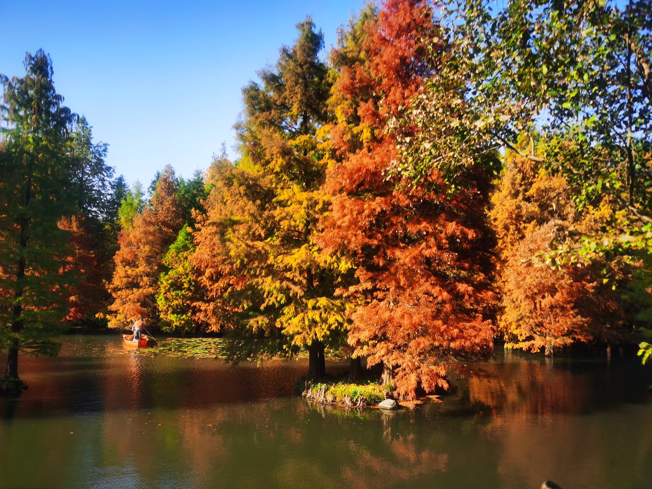 南京燕雀湖落羽杉
方塘落羽杉奇景，水木相连四季妍。
飞雪冰霜红叶毯，林间树隙驾游