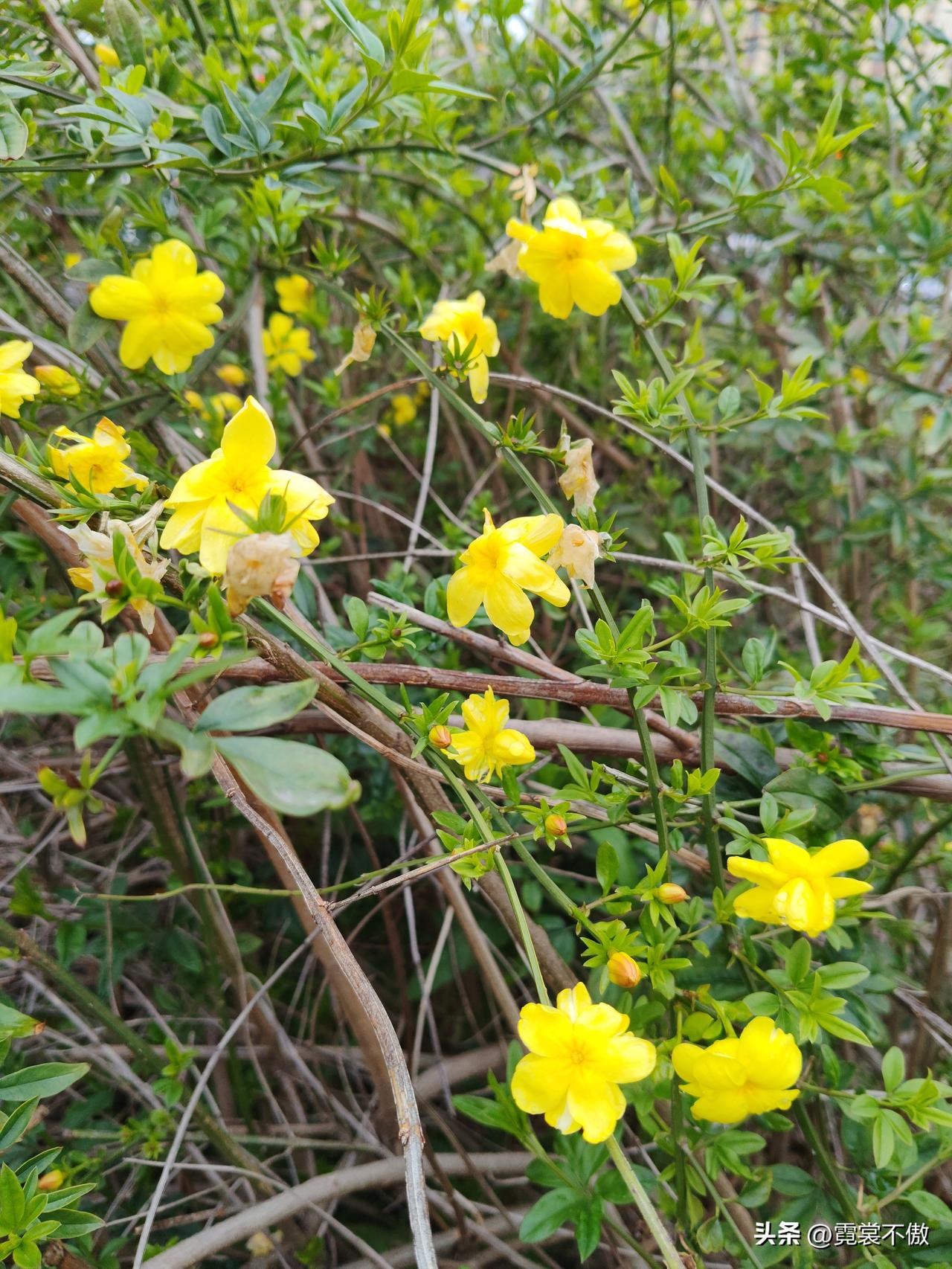 迎春花，你来迟了！