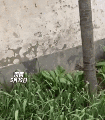 这是欺负人？河南，一男子回老家，突然发现邻居家竟然把菜种到了他家门口，见邻居大门