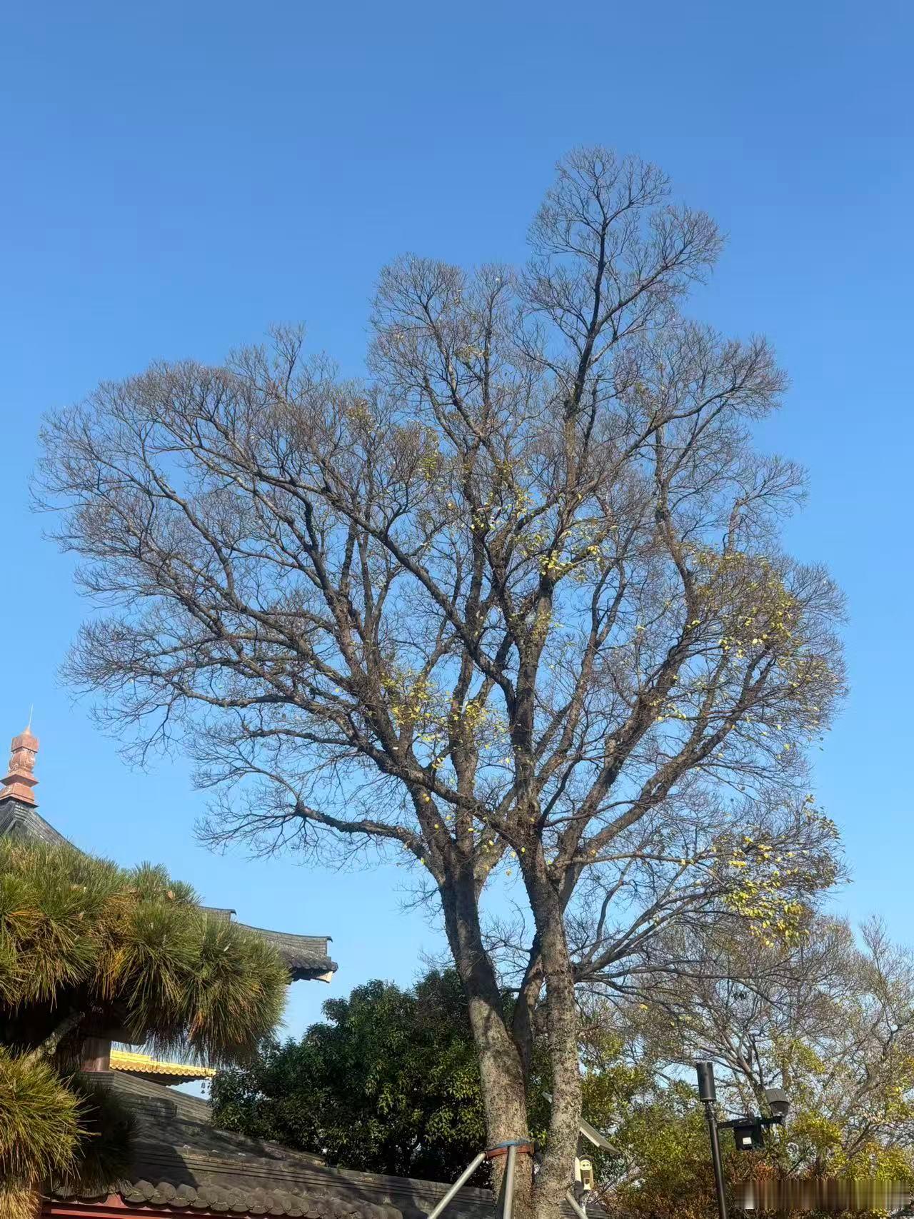 黄仁勋，“智商从来不是关键，跨越峡谷的关键是 100% 的勇气和承受痛苦的能力。