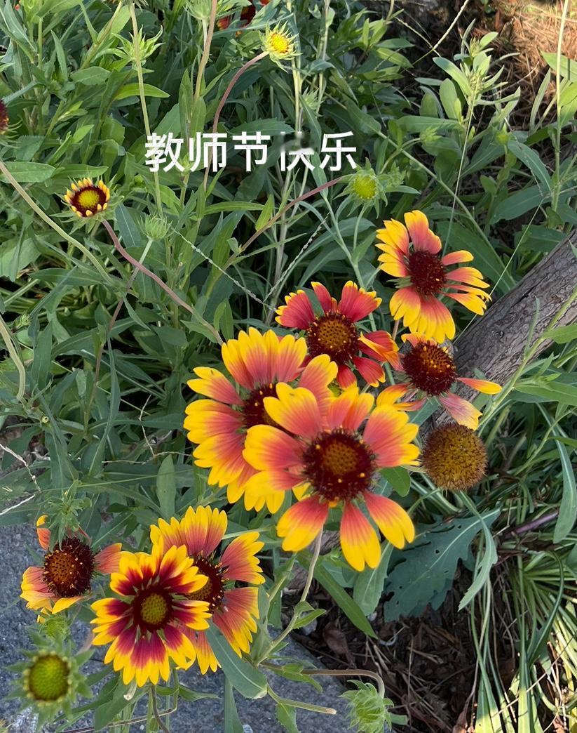 报告老师！今日祝福送达！教师节快乐，少操心多开心💛

三尺讲台存日月，一支粉笔