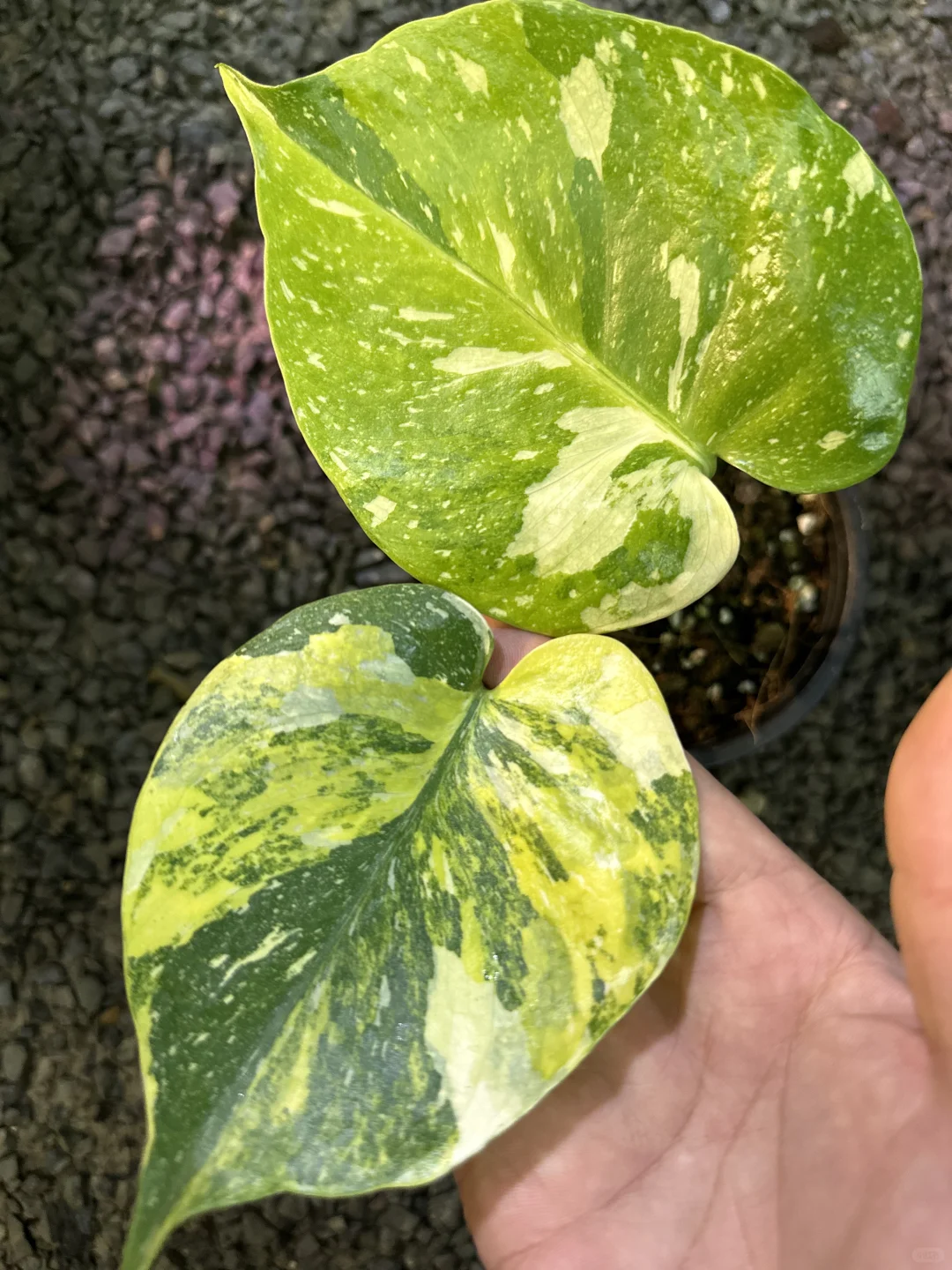 搜集不完的龟背竹锦。😄