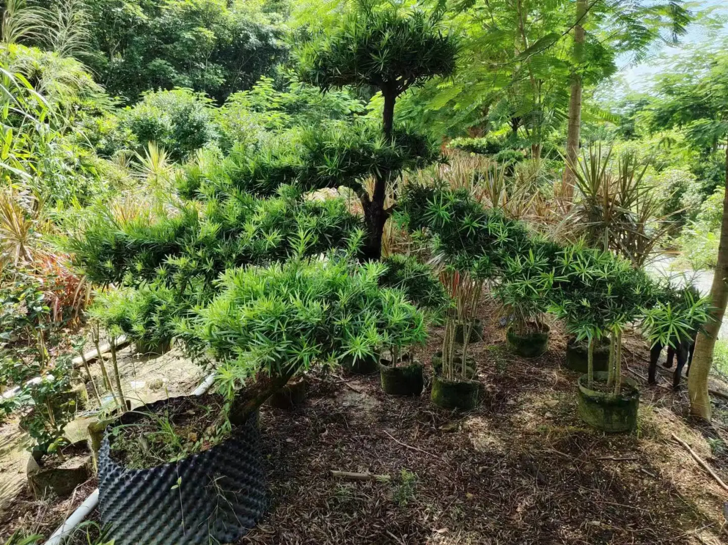罗汉松系