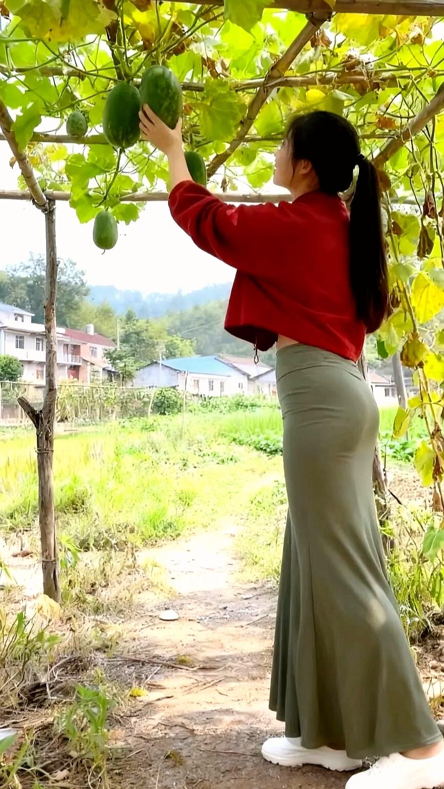 美女种瓜，却不知道是什么，第一次见，别人说是西瓜又不像，南瓜也不是，冬瓜也不是，