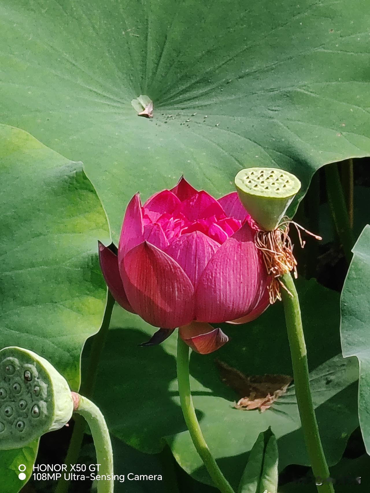 今晨碧水洗红莲