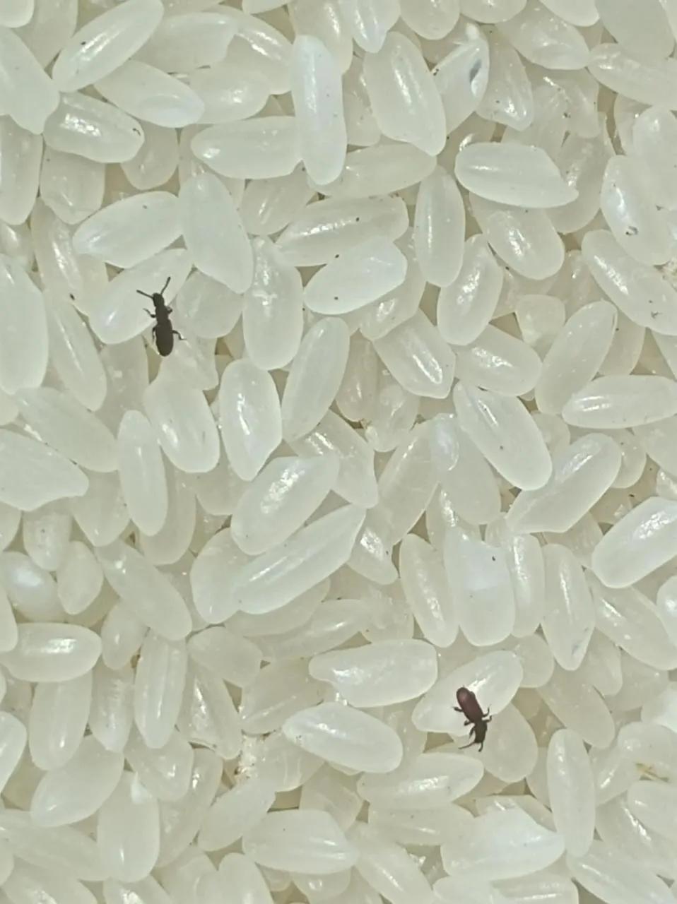 这个是什么？米还能吃吗？
一个星期没在家煮饭，打开米看到上面有黑黑的小虫，还是活