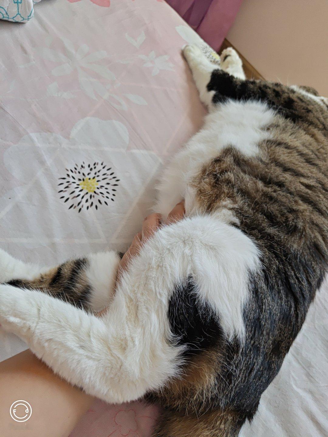 成功摸进小猫裤裆 
