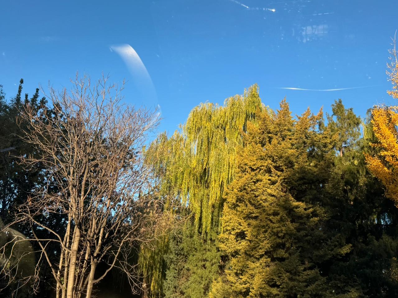 蓝天缀着云，树木显各色，恰似人生那样，有人在蛰伏沉淀，有人已历尽沧桑，有人正蓬勃