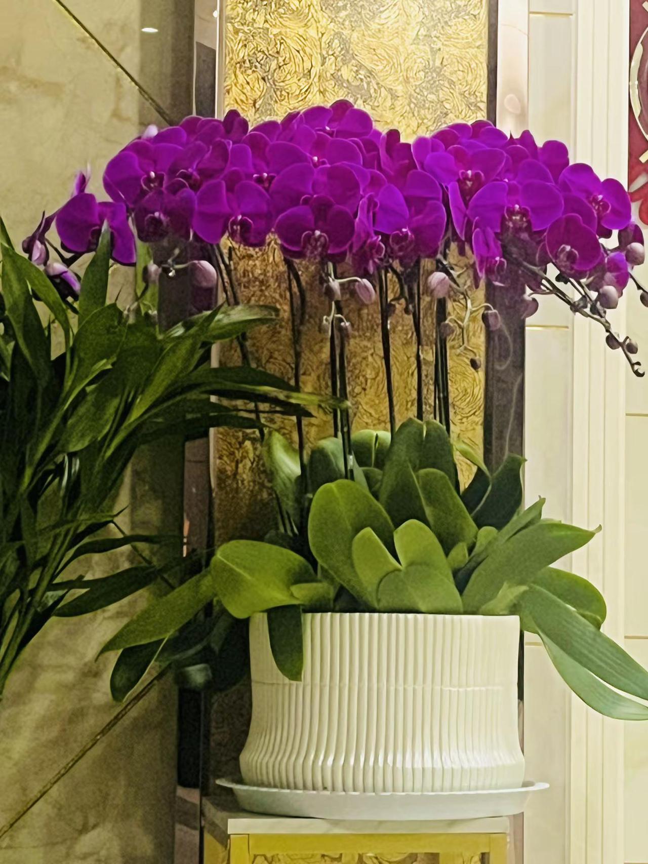 新年新愿望，完成妈妈的小心愿。种花 绿植 家居花瓶插花 蝴蝶兰