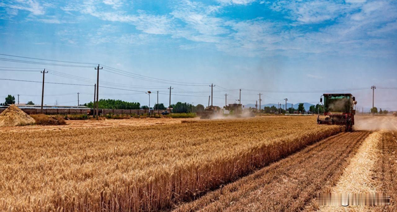涨得猛，停得急，后面咋走？
小麦价格刚涨完就歇了，企业不说话了，粮贩子在等，农户