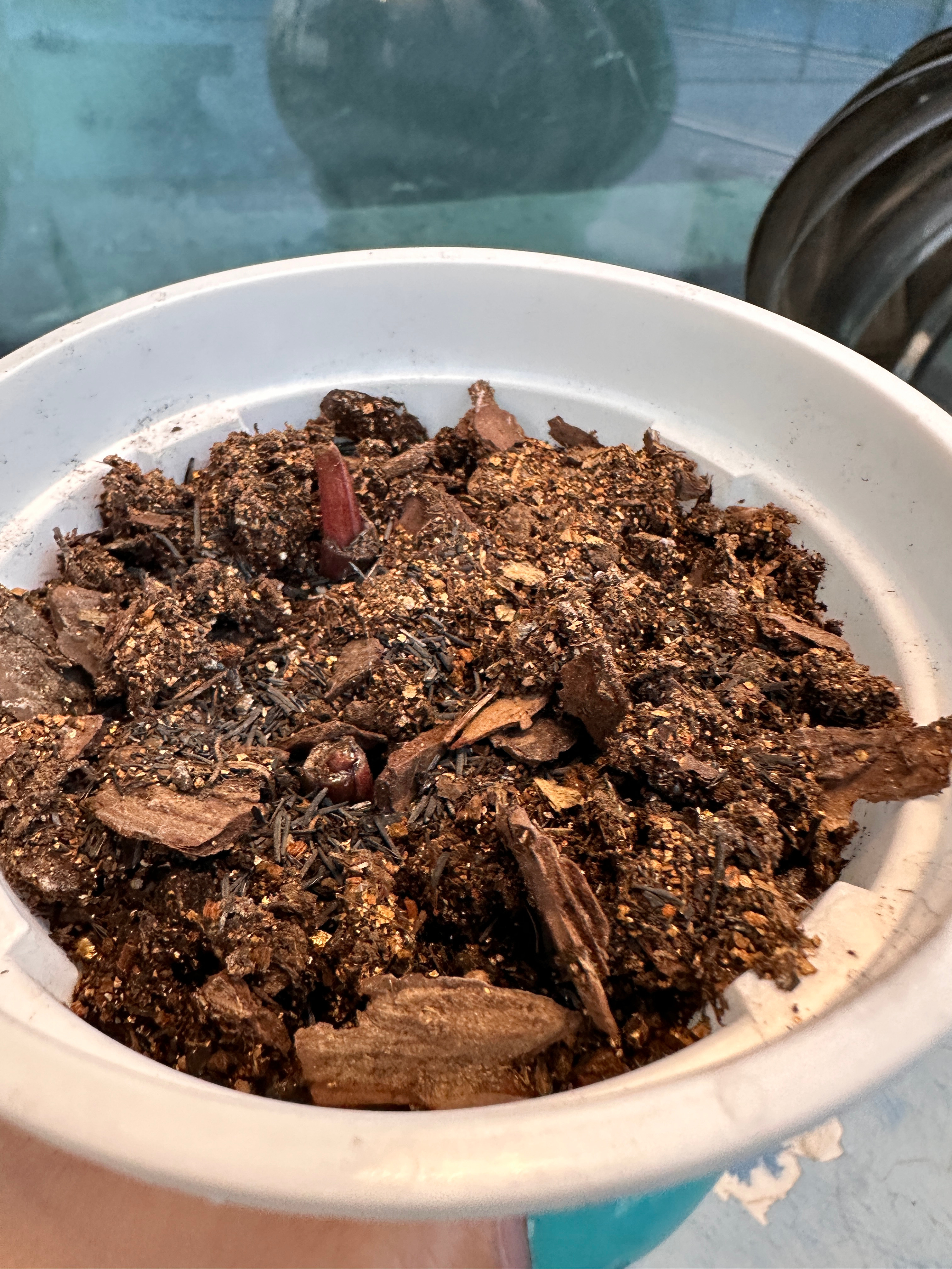 冲吧！胡椒薄荷！！！（ps不是梅干菜扣肉……） 