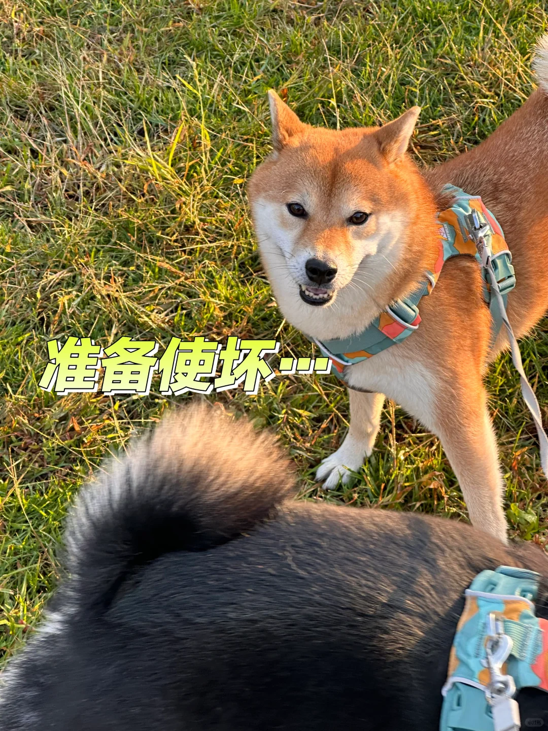坏蛋小狗，心思藏不住