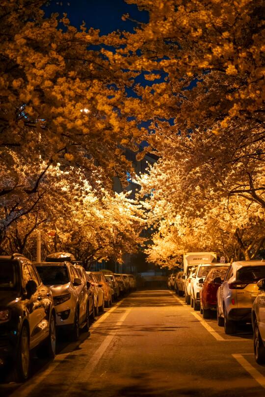 交换一张，你夜晚拍的樱花