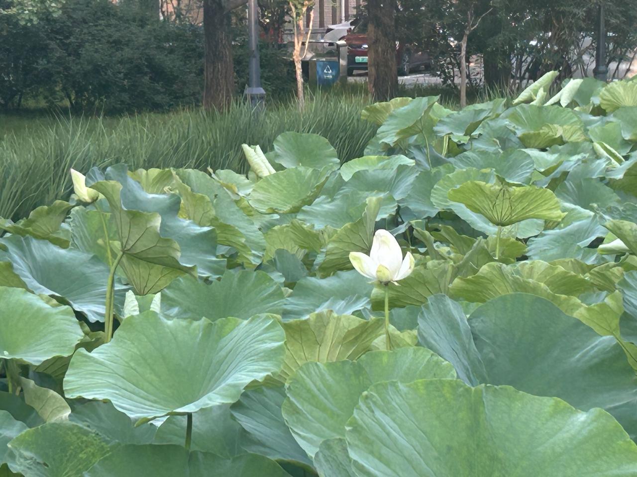 6月25日，北京西郊颐和园附近的荷花🪷开放了，素雅高贵，美极了…