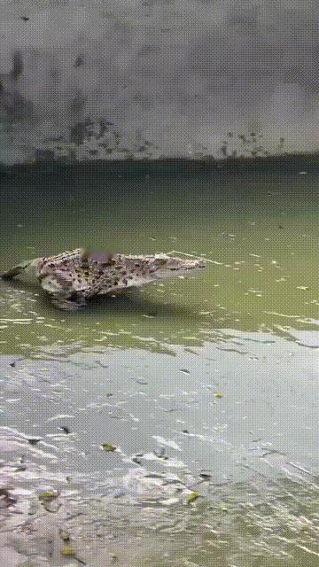 上次碰到个不长眼的鳄鱼，对着我的尾巴一顿死亡翻滚，就成这样了