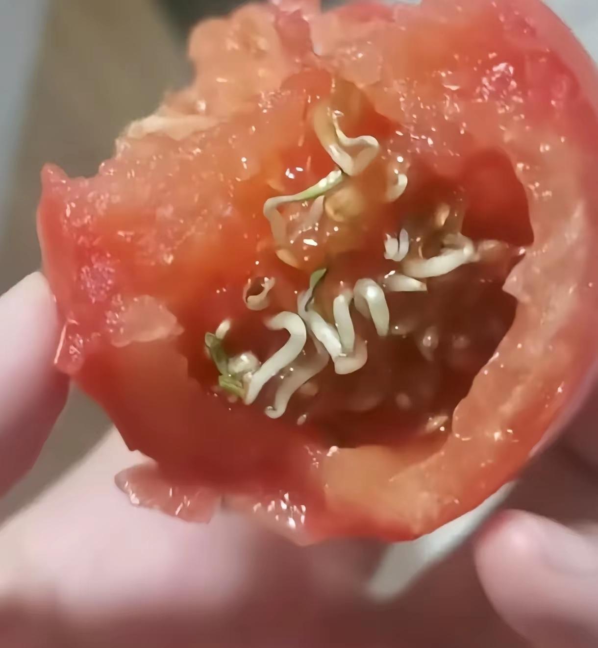 有谁见到过西红柿在里面发芽的？