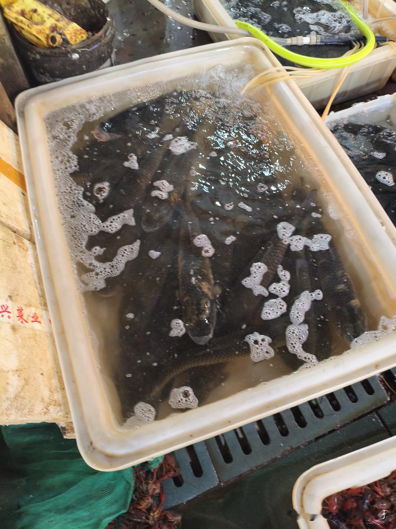 湖北应城，好长时间没买草鱼了，今天去市场转了一圈，一问价格还吓了我一跳，草鱼什么