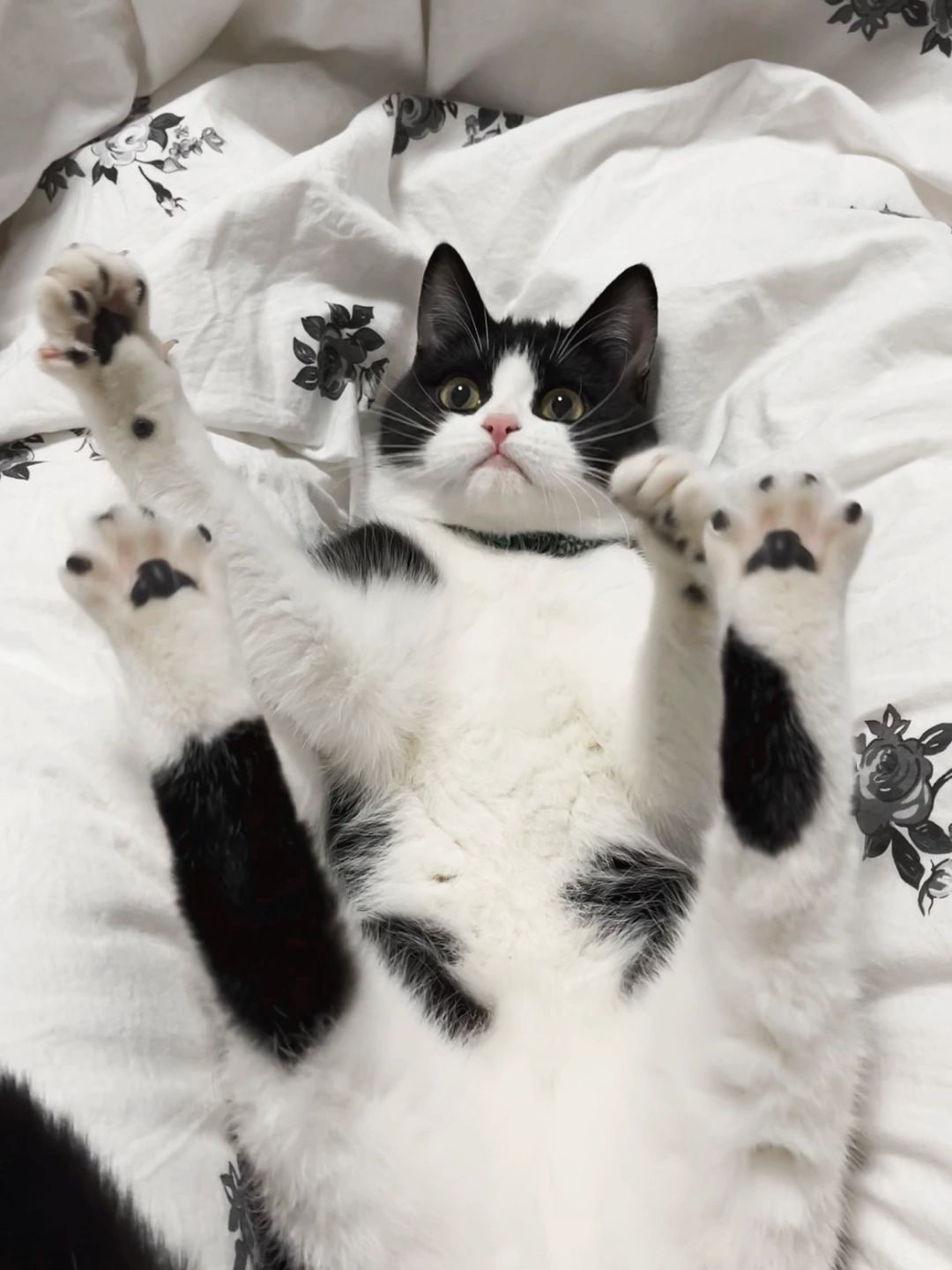冬天谁还没有小猫暖被窝啊