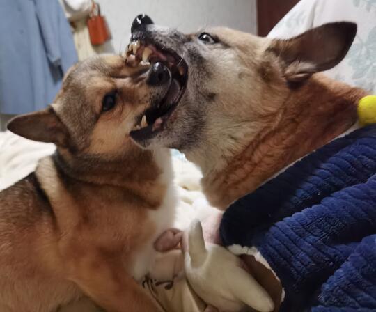得偿所愿…又被姐姐揍了