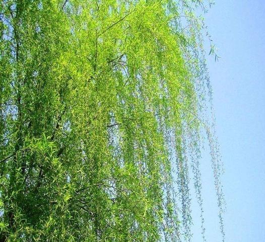 #桃花盛开的美景图片欣赏#
桃花开始凋谢了，拍了紫荆海棠等，还是很漂亮的。#随手