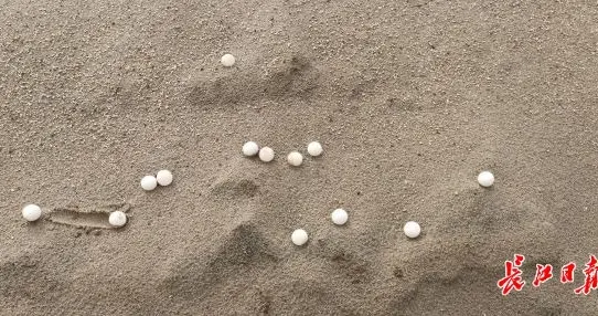 天兴洲沙滩现晶莹“珍珠”，专家称是野生甲鱼蛋