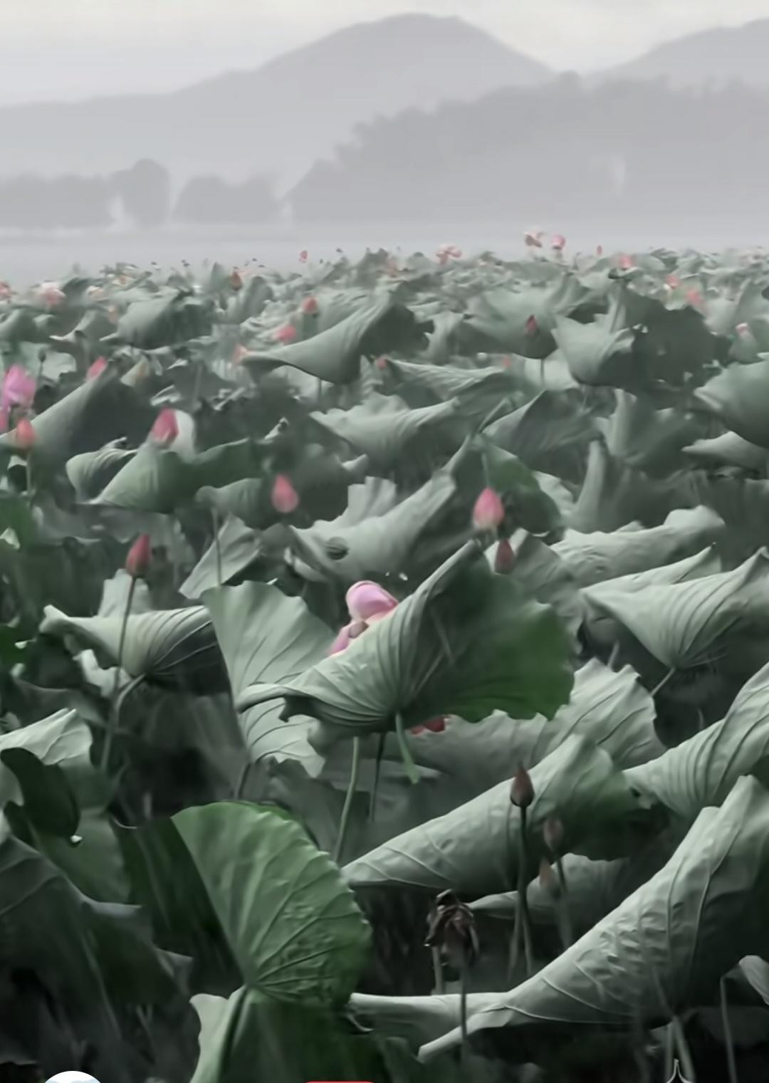 看到这暴雨中的情景
你第一感觉想到了什么？
[what]