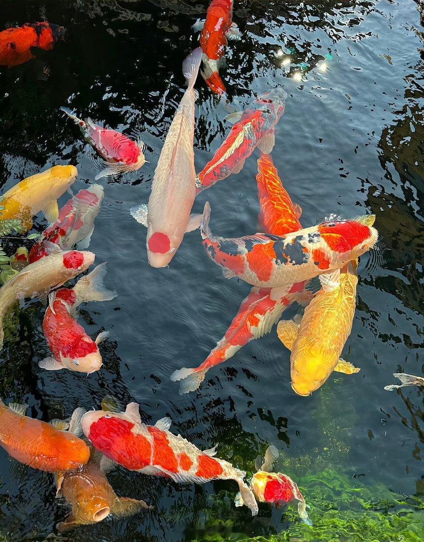 各位搭子们、早上好☀️，还是老规矩你们懂的，记得每条看完都点赞👍➕666。一起