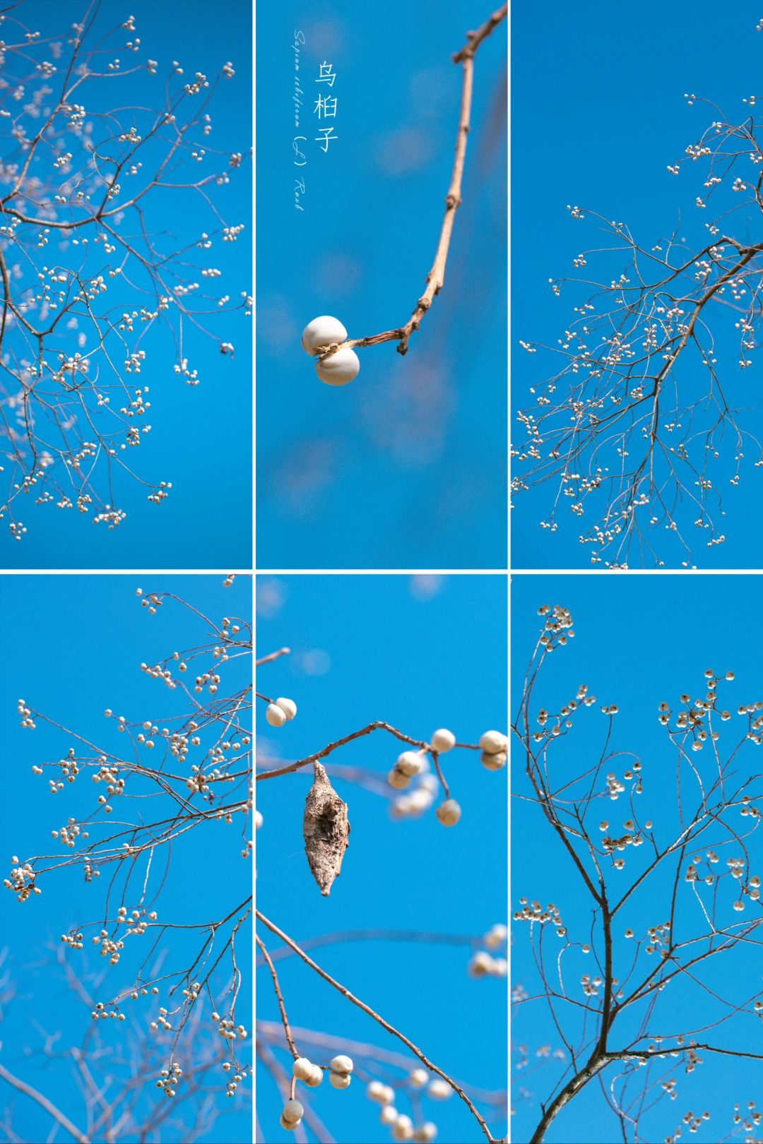 冬日错看白梅花——“乌桕子