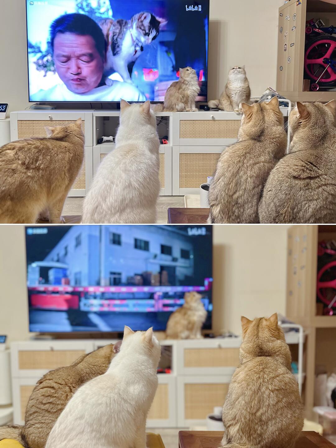 和猫猫们一起看治愈童话
