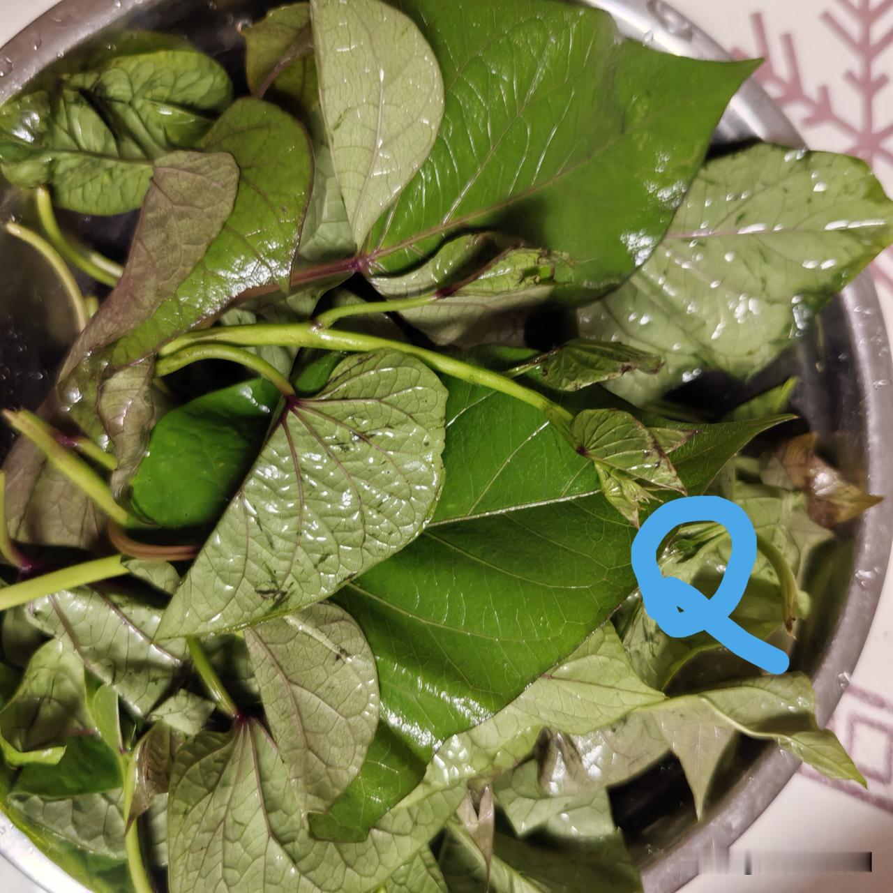 红薯不翻蔓，红薯藤也分叉多，那藤蔓顶端嫩头，就可直接带藤带叶梗掐下。

掐红薯叶