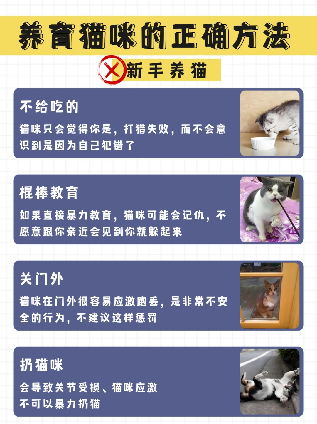 🐱养猫秘籍：新手老手大不同🐱