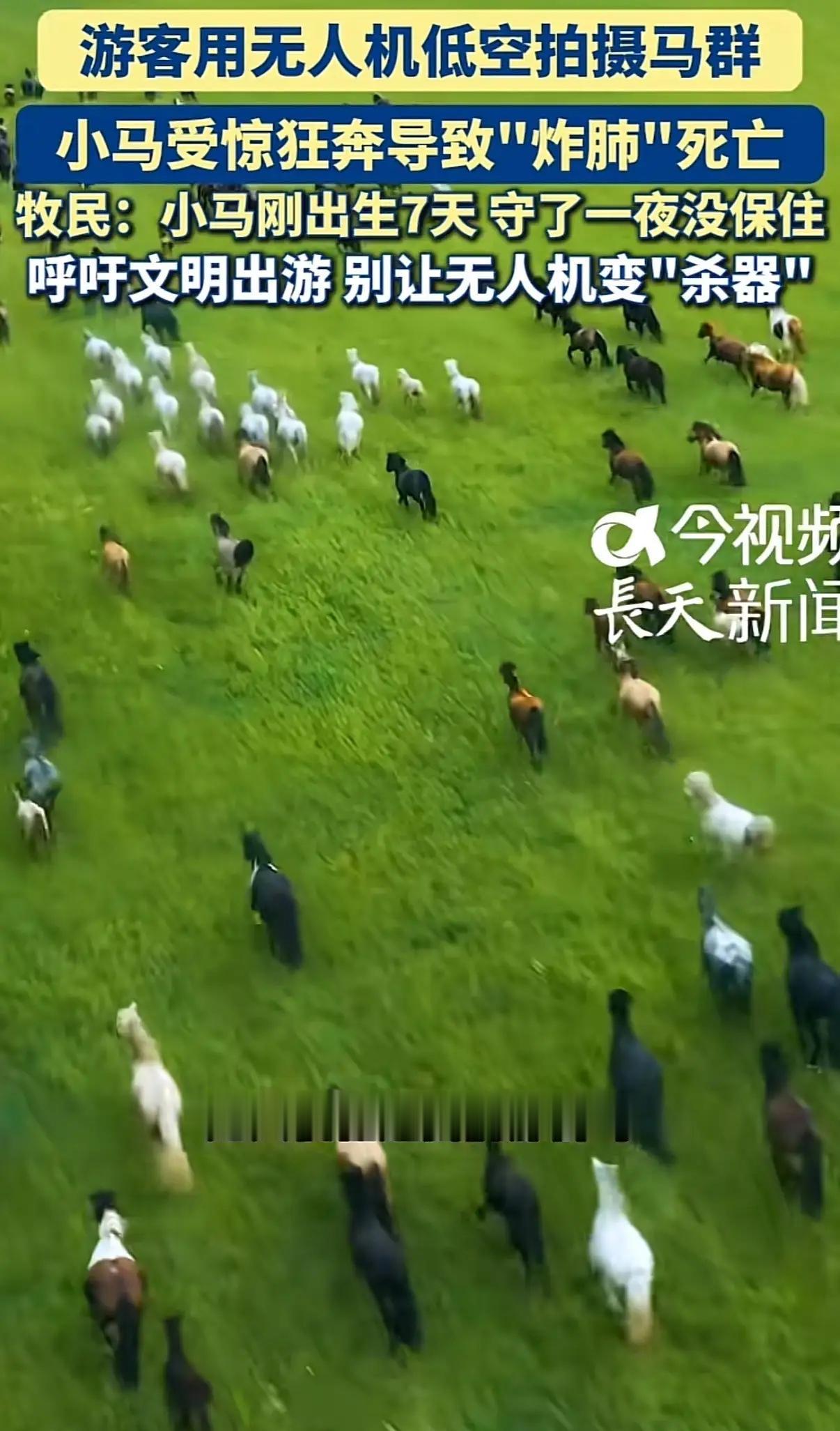 新疆和静，游客使用无人机故意追赶马群拍视频，一匹出生七天的小马在逃窜中突然肺炸，