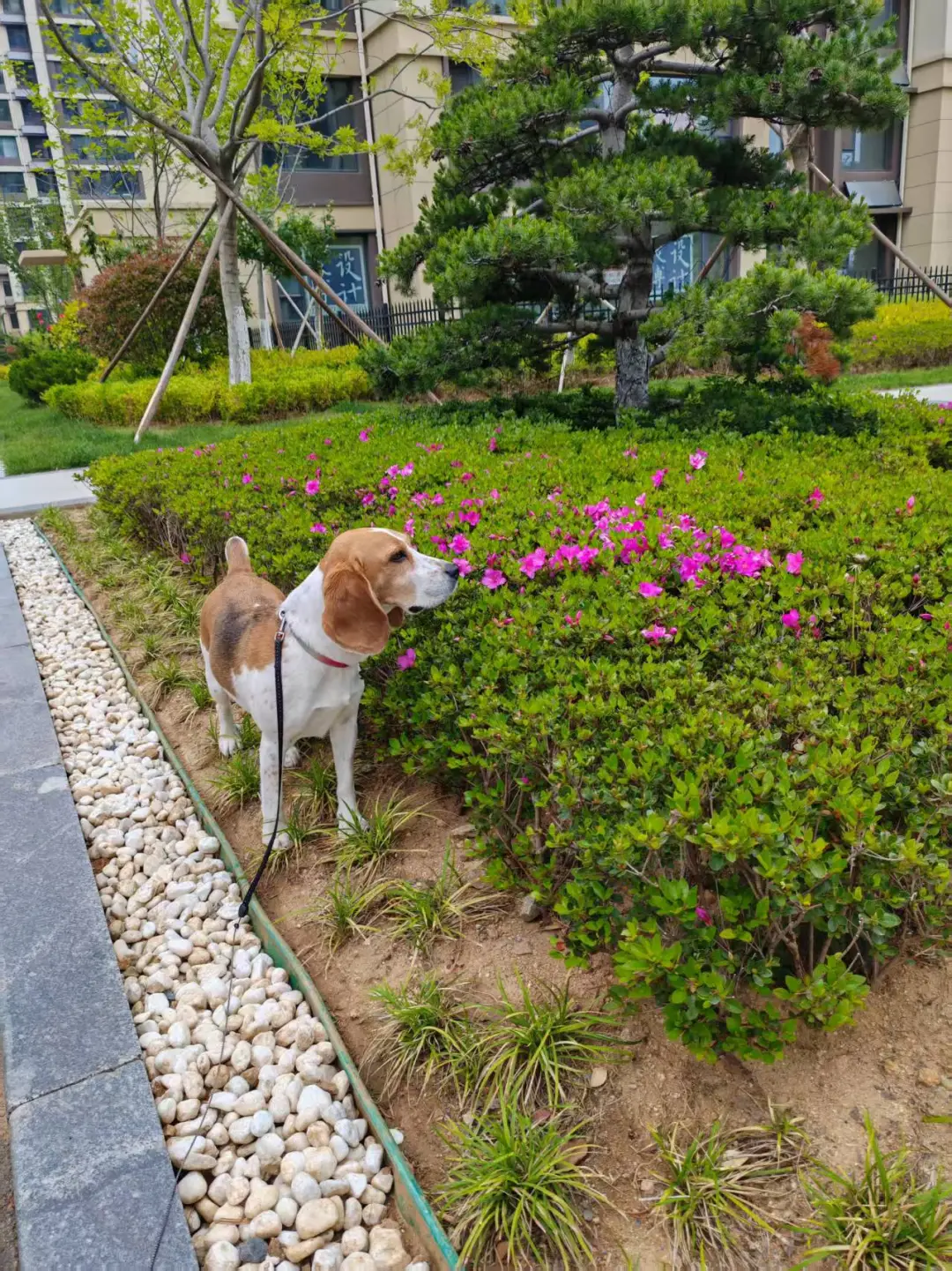 人比花娇