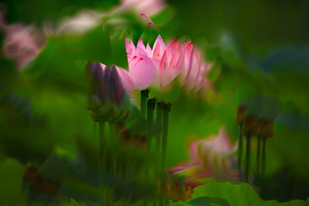 分享夏天荷花层层绿叶掩映粉荷，虚实光影勾勒夏日温柔。不与繁花争艳，独自守一池清净