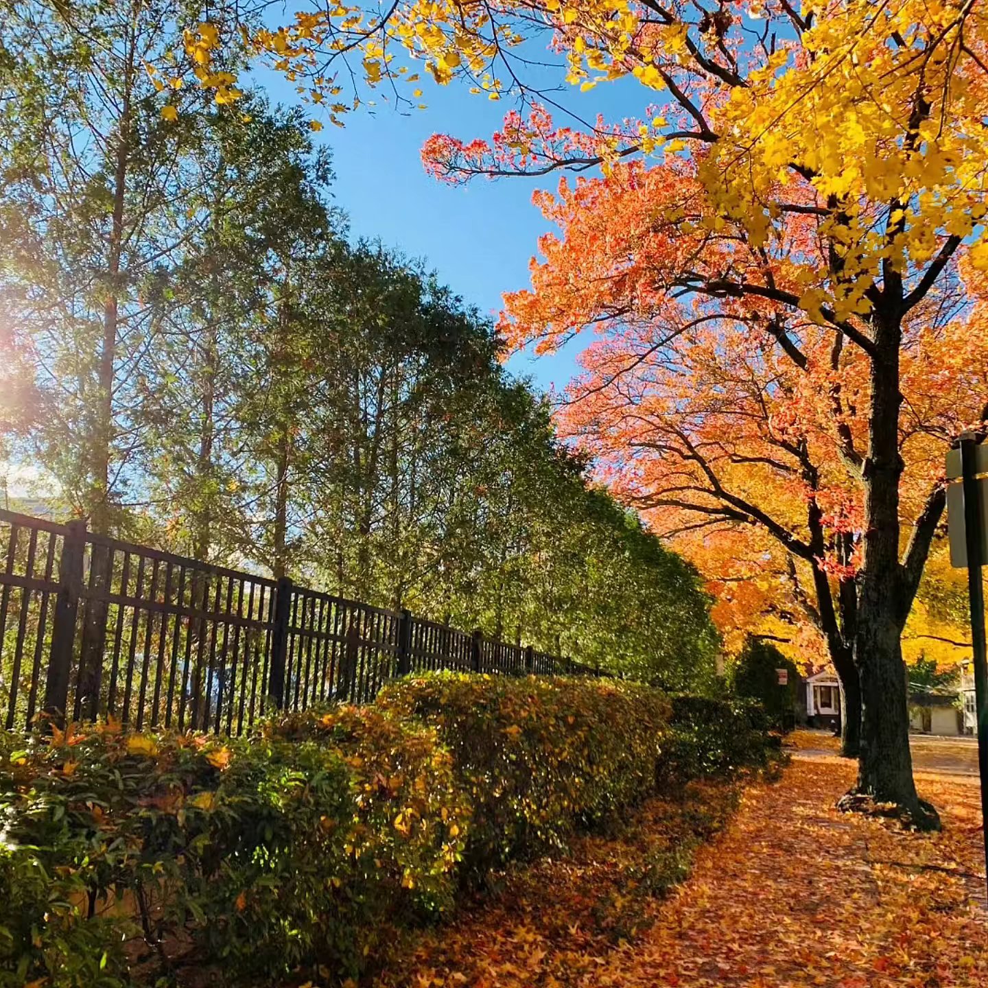 秋日感朋友圈背景图推荐🧡🍁🍂(๑• . •๑)朋友圈背景图背景图