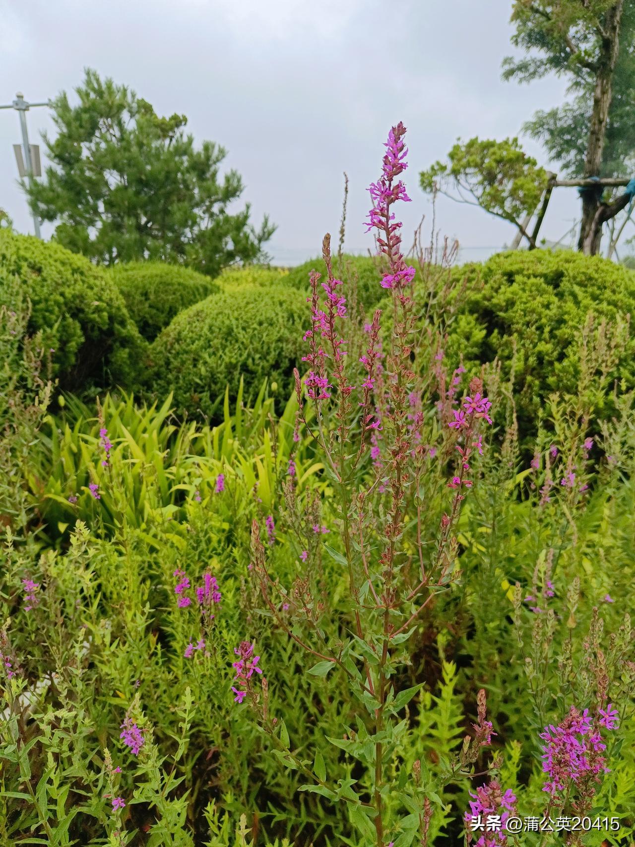 大白鲸海滨公园海边种植了大片千屈菜，也叫水枝柳、或者叫对叶莲。
原来它的生长环境