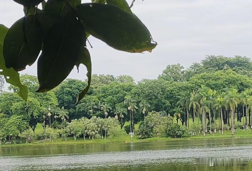 晒图笔记大赛前景枝叶轻垂，湖面泛着细碎波光。对岸林木郁郁葱葱，棕榈树错落成片，满