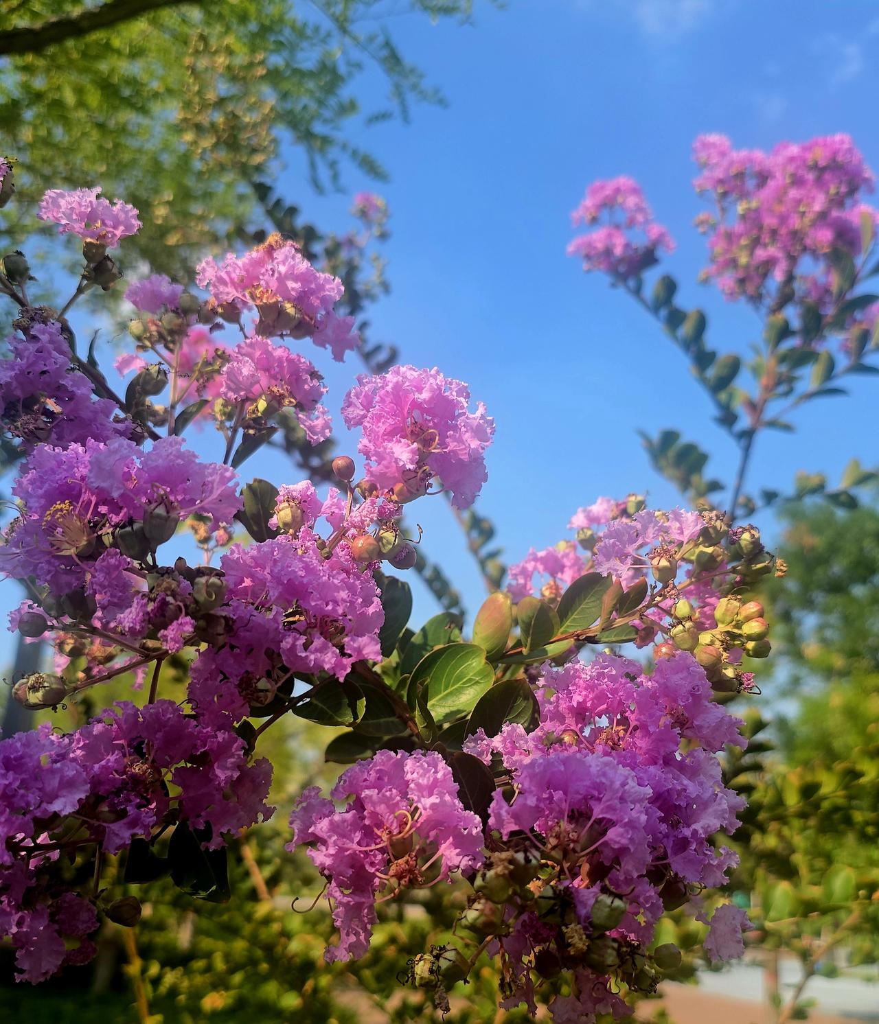 立秋过后，百花渐次凋零，唯有紫薇花迎风独放，显得格外艳丽亮眼，随手拍下几朵，与头