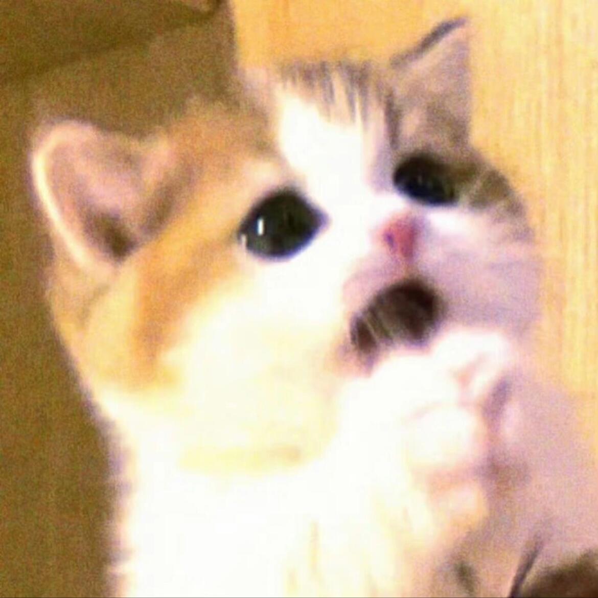 审咪积累 