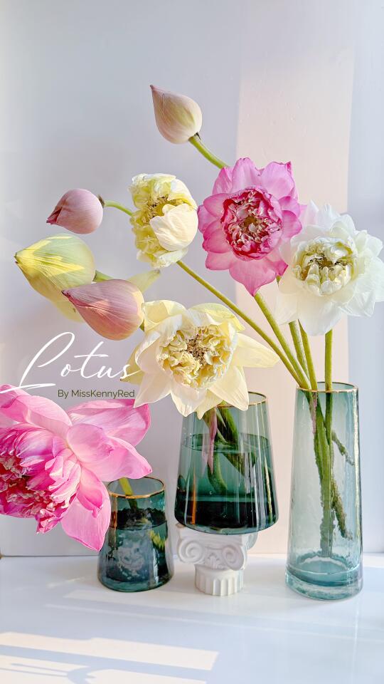 早荷｜泰国荷花