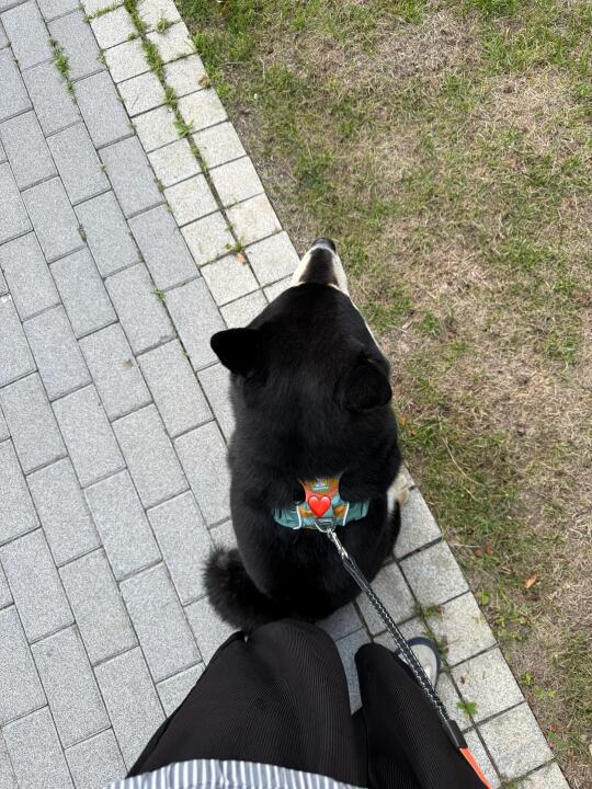 一张图证明我把小狗养得很好